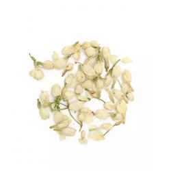 Kwiaty jaśminu (Jasminum spp.).