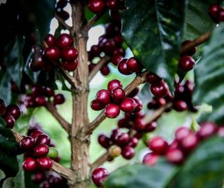 Jak zbudowany jest owoc kawowca?