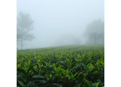 Indie Nilgiri Kairbetta Cold Mist opakowanie PREMIUM 50g - zbiór 2026